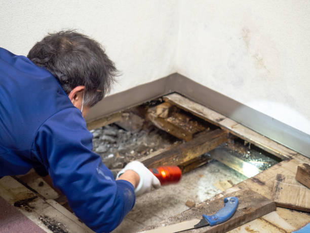  San Francisco, CA Mold Removal Pros