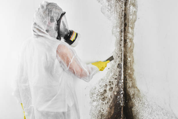 Best Mold Removal Company Near Me  in San Francisco, CA