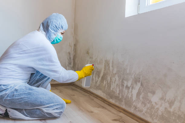 Professional Mold Removal in San Francisco, CA