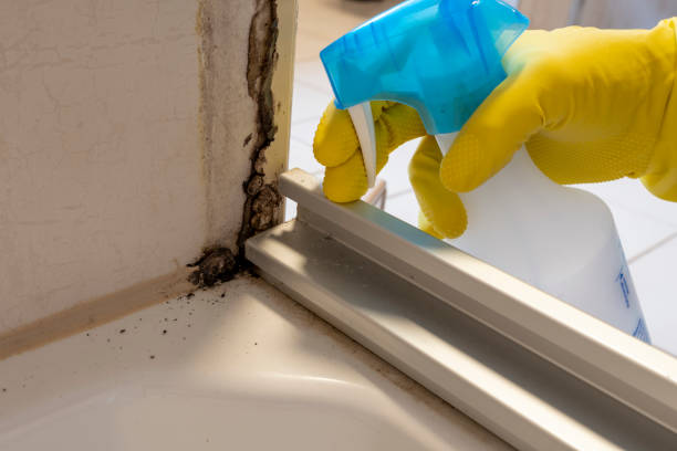 Best Local Mold Removal Service  in San Francisco, CA