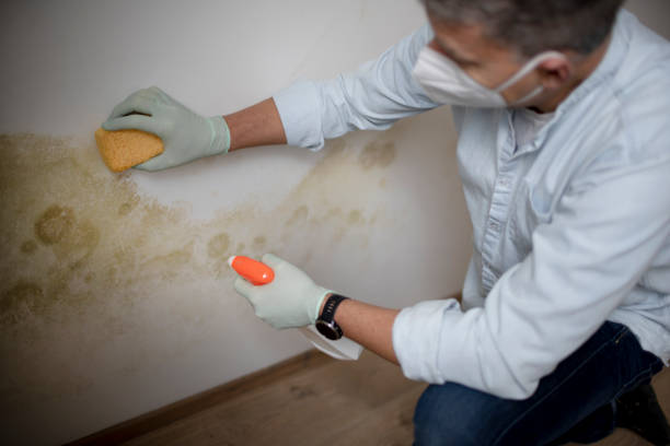 Best Mold Remediation  in San Francisco, CA