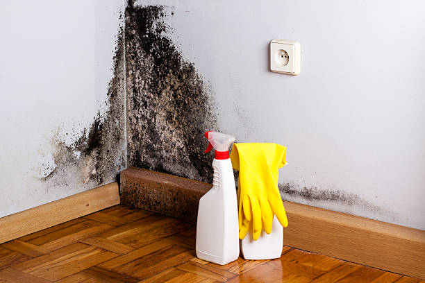 Mold Removal and Inspection in San Francisco, CA