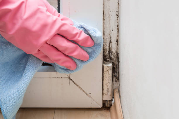Best Attic Mold Removal  in San Francisco, CA